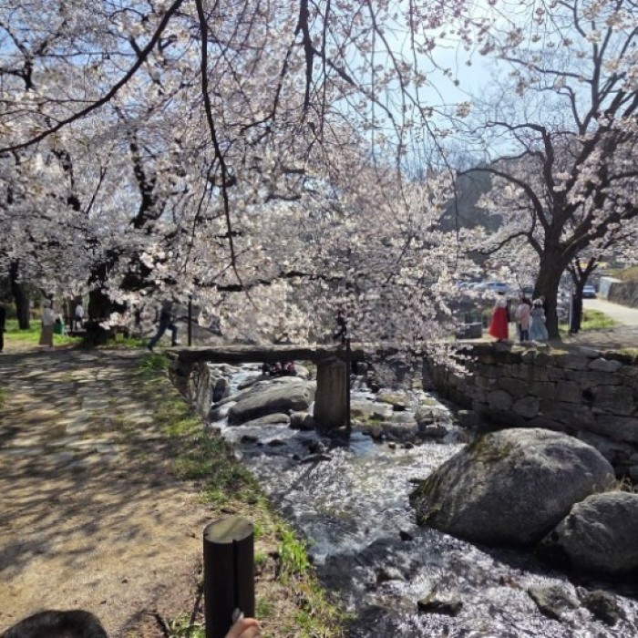 Cherry Blossom Experience at Yongwonjeong3312