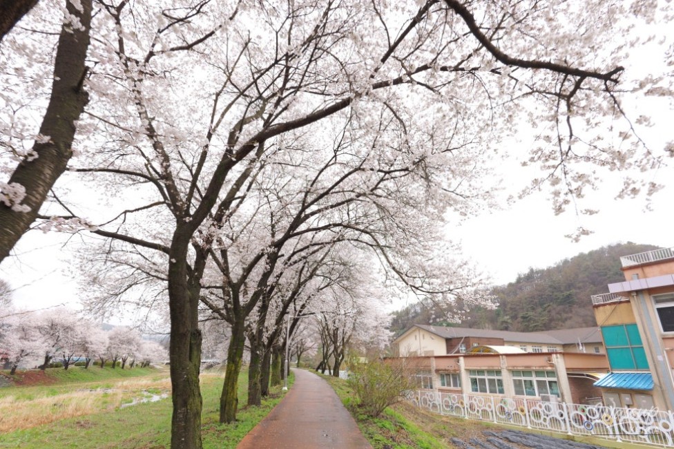 Exploring the Hidden Cherry Blossom Path of Mungwang Elementary School in Goesan_05