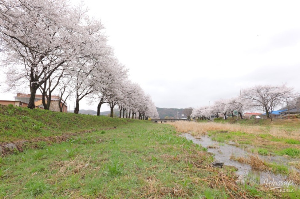 Exploring the Hidden Cherry Blossom Path of Mungwang Elementary School in Goesan_04