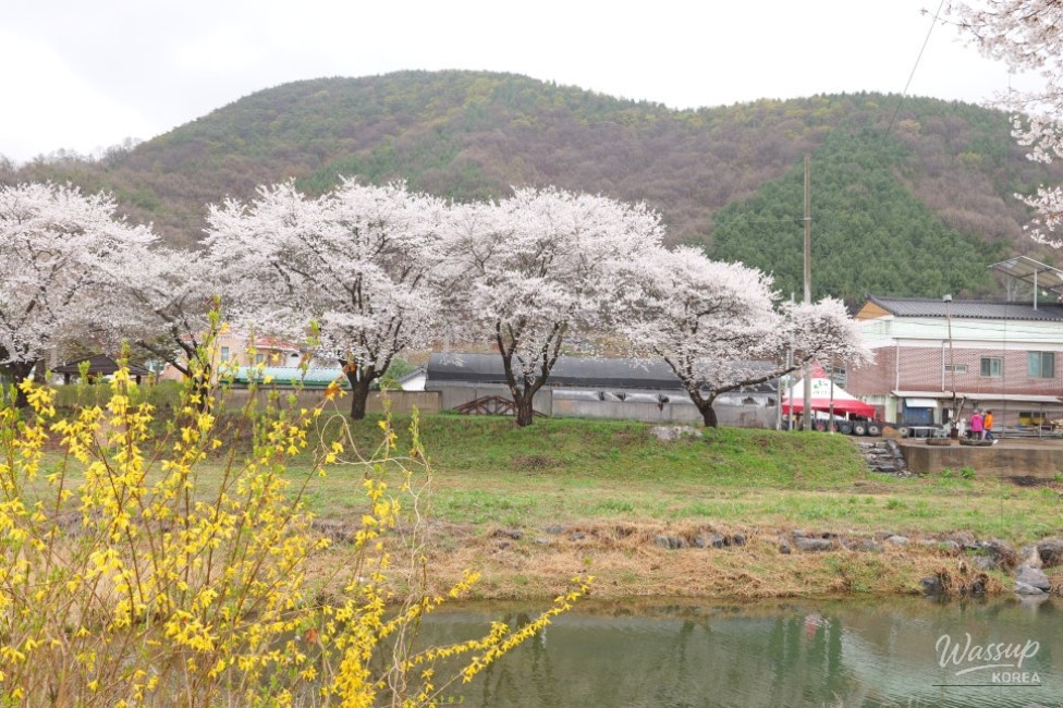 Exploring the Hidden Cherry Blossom Path of Mungwang Elementary School in Goesan_03