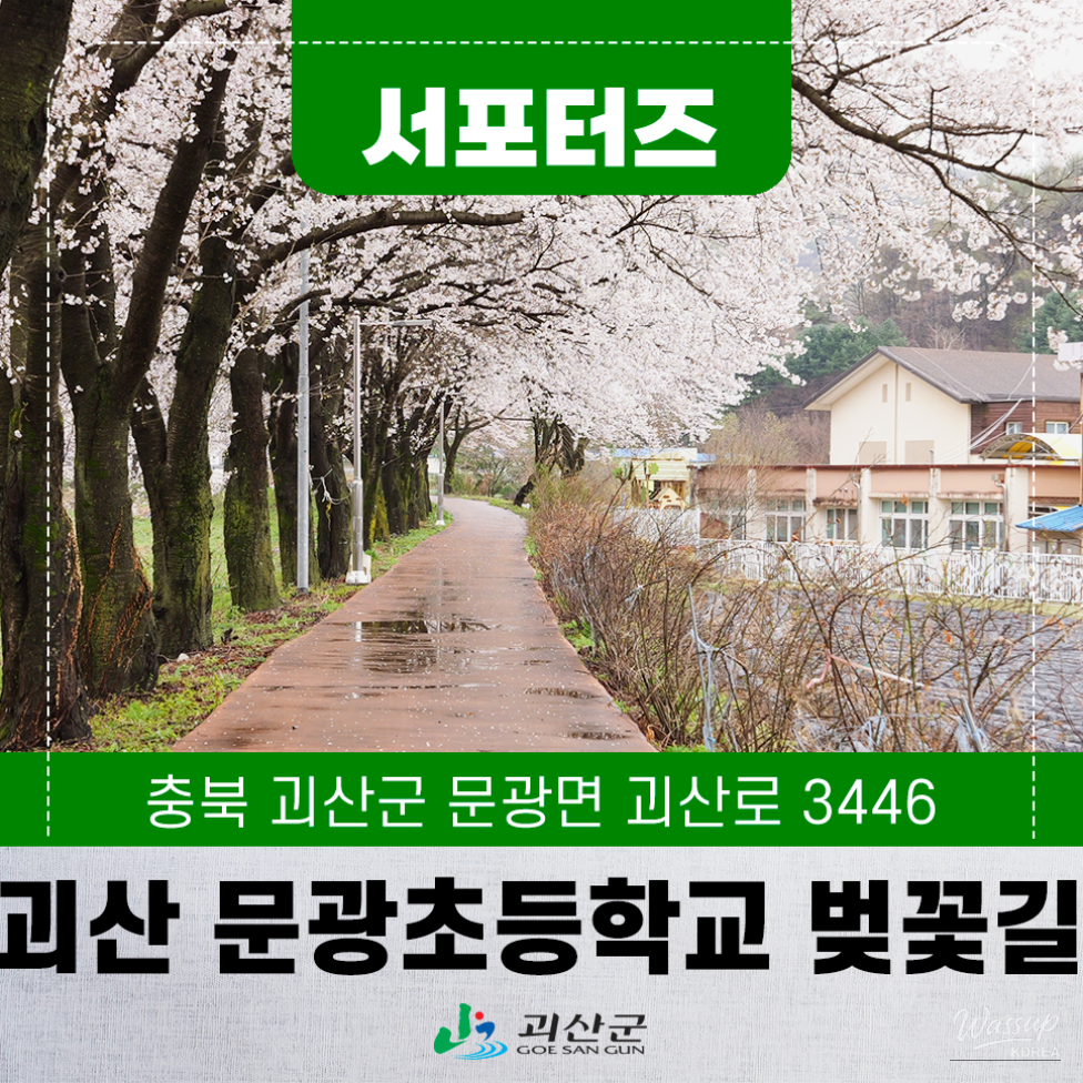 Exploring the Hidden Cherry Blossom Path of Mungwang Elementary School in Goesan_01