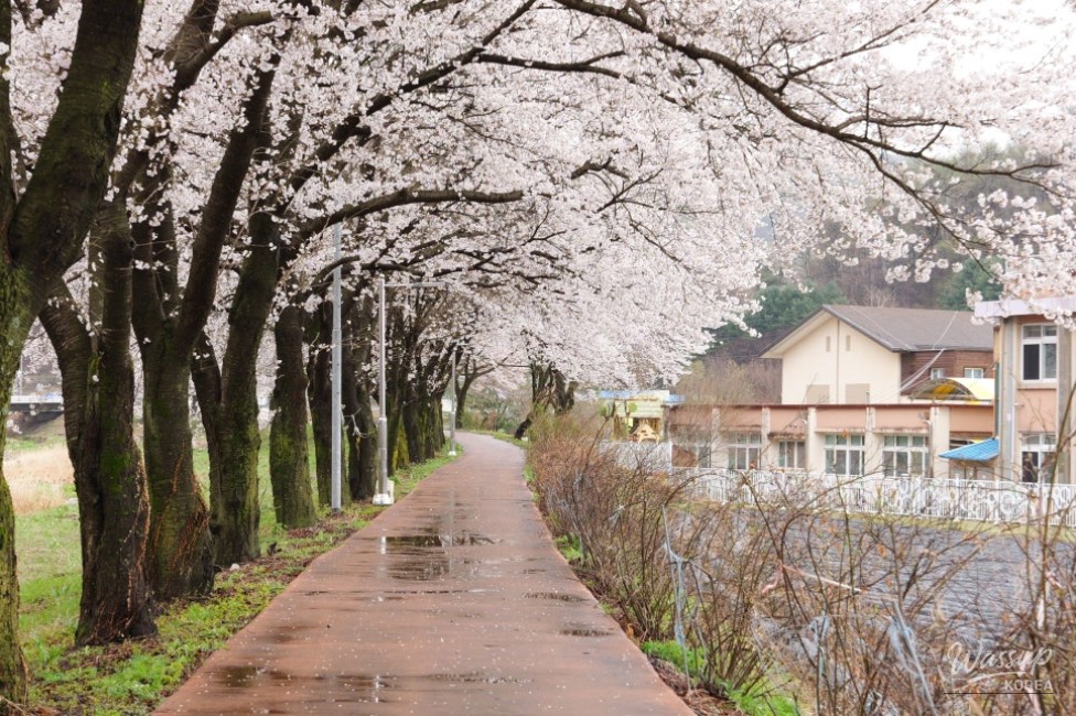 Exploring the Hidden Cherry Blossom Path of Mungwang Elementary School in Goesan_02