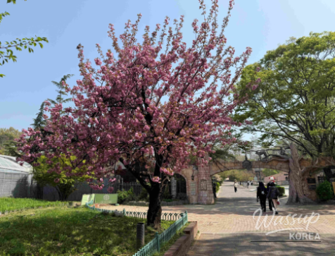 Spring Flower Attractions in Seoul_13
