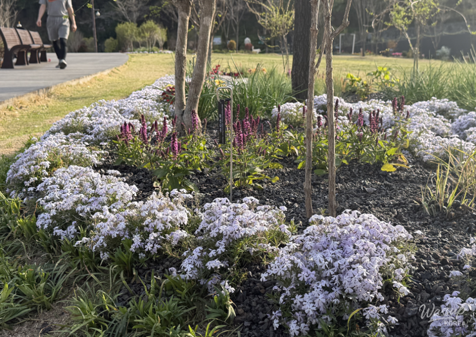 Spring Flower Attractions in Seoul_14