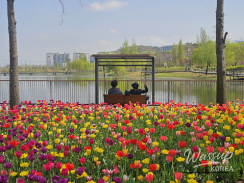 Spring Flower Attractions in Seoul_11