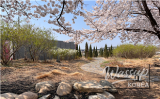 Spring Flower Attractions in Seoul_02