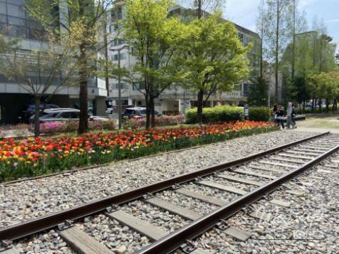 Spring Flower Attractions in Seoul_15