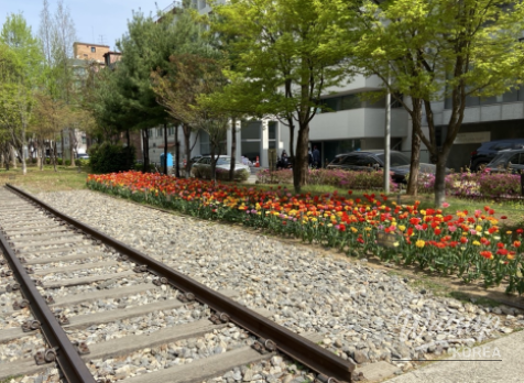 Spring Flower Attractions in Seoul_16