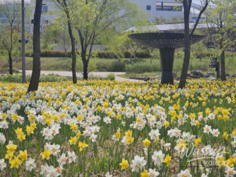 Spring Flower Attractions in Seoul_10