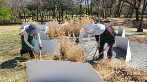 Spring Flower Attractions in Seoul_07