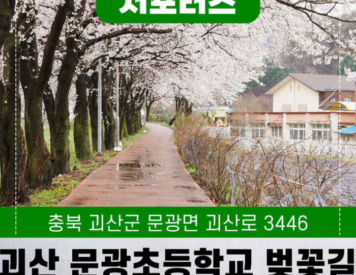 Exploring the Hidden Cherry Blossom Path of Mungwang Elementary School in Goesan float