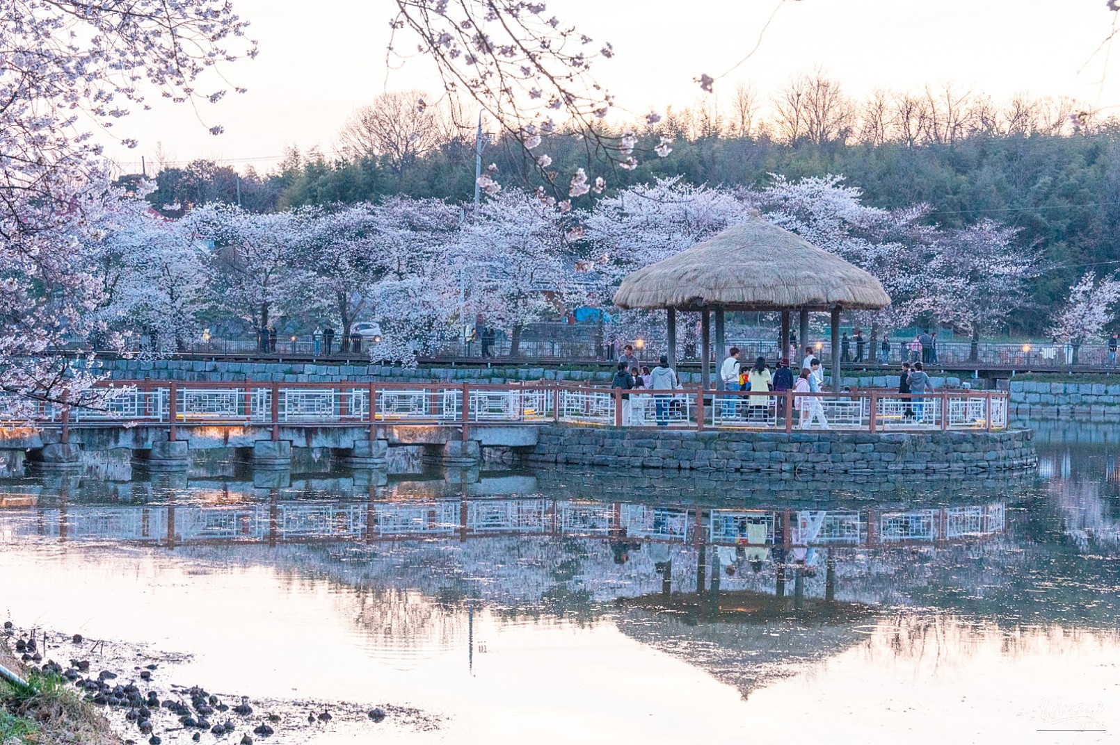 A Spring Journey to Goljeong Reservoir Cherry Blossoms_02