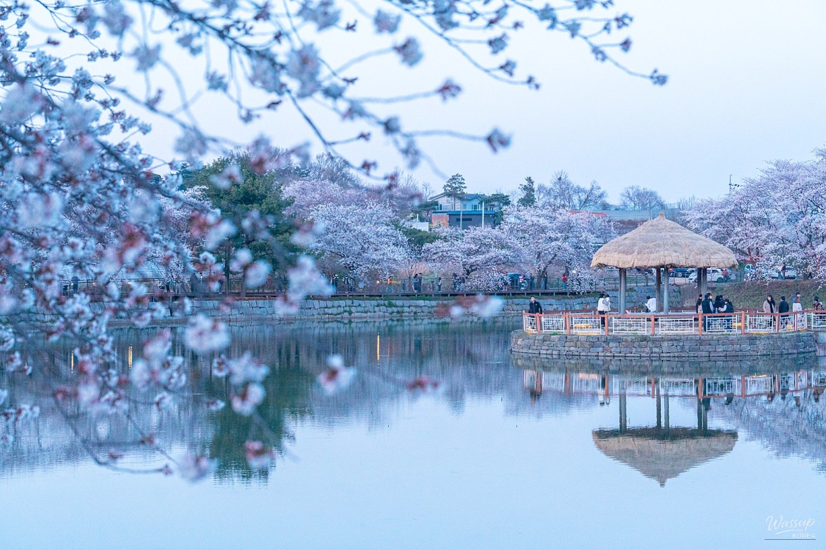 A Spring Journey to Goljeong Reservoir Cherry Blossoms_03