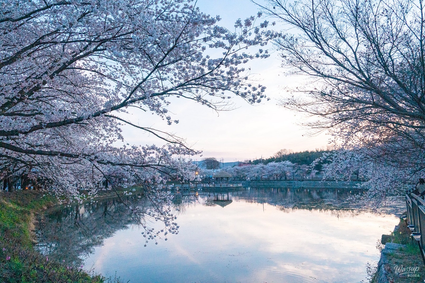 A Spring Journey to Goljeong Reservoir Cherry Blossoms_01