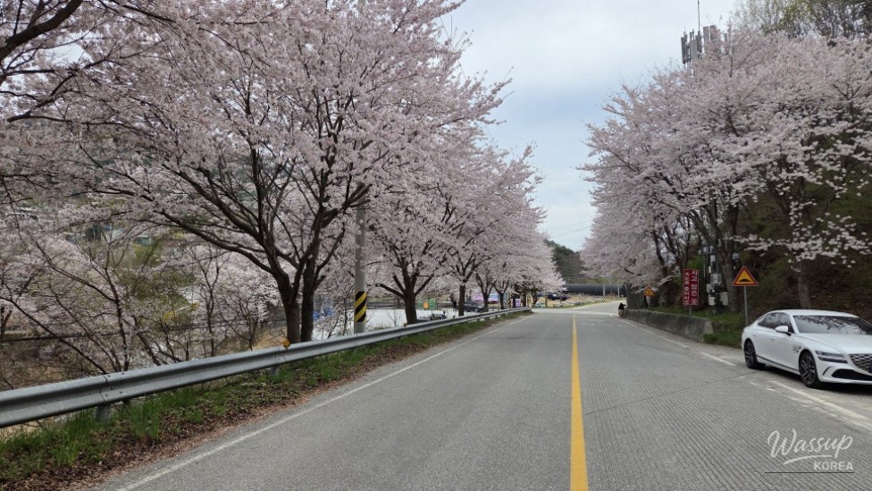 Exploring Wonyang Cherry Blossom Road_02