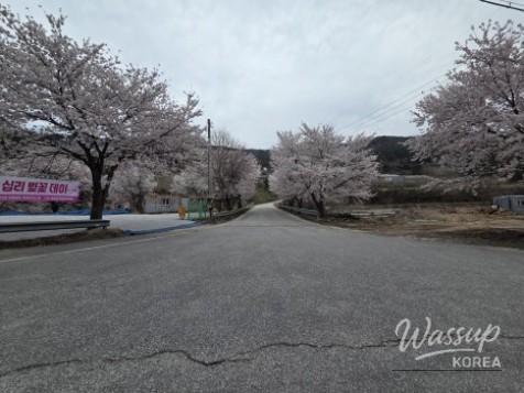 Exploring Wonyang Cherry Blossom Road_05
