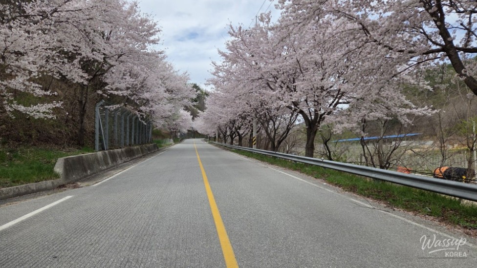 Exploring Wonyang Cherry Blossom Road_04