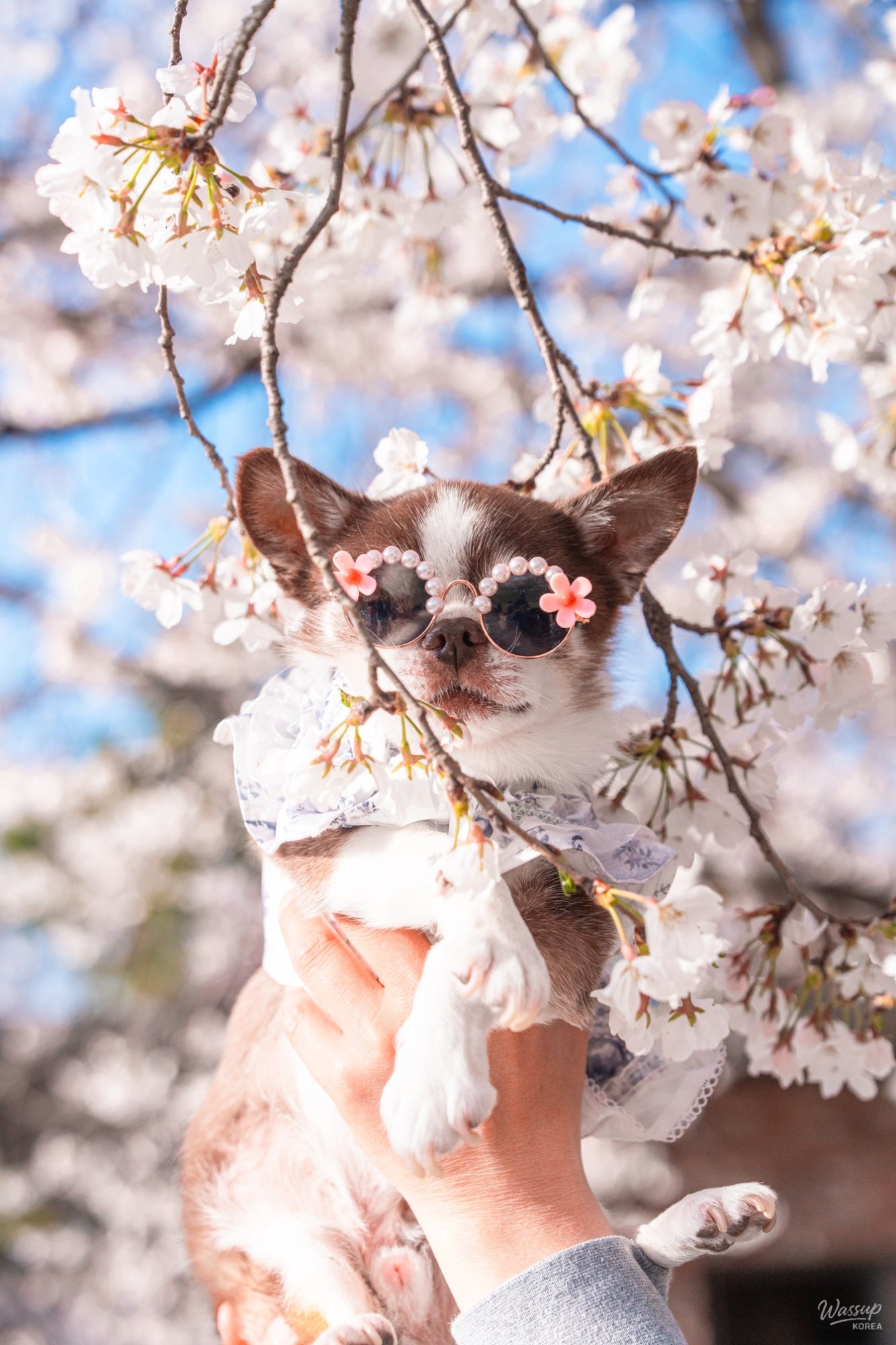 Springtime Cherry Blossom Adventures in Dangjin_02