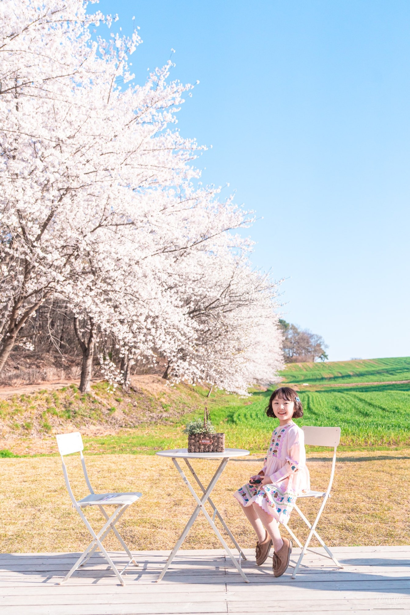 Springtime Cherry Blossom Adventures in Dangjin_01