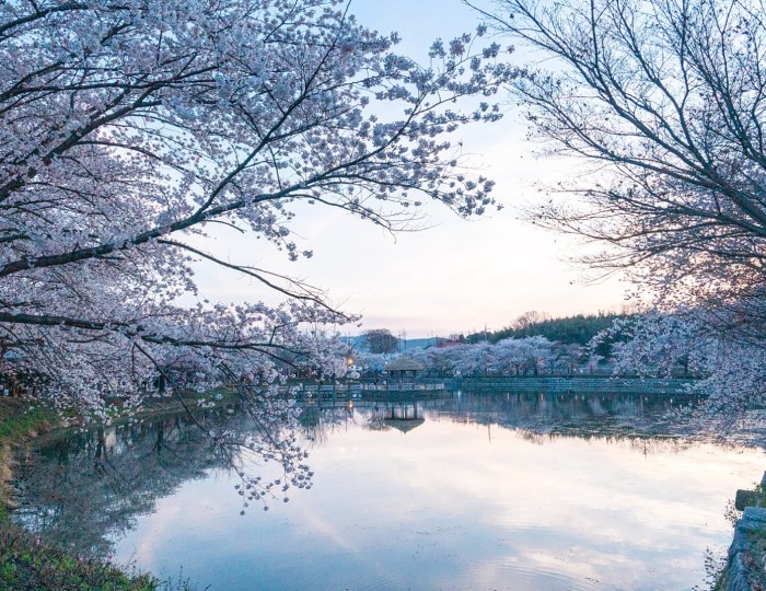 A Spring Journey to Goljeong Reservoir Cherry Blossoms float