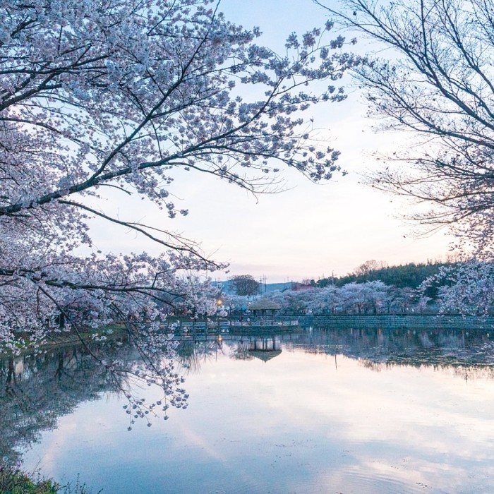 A Spring Journey to Goljeong Reservoir Cherry Blossoms3332