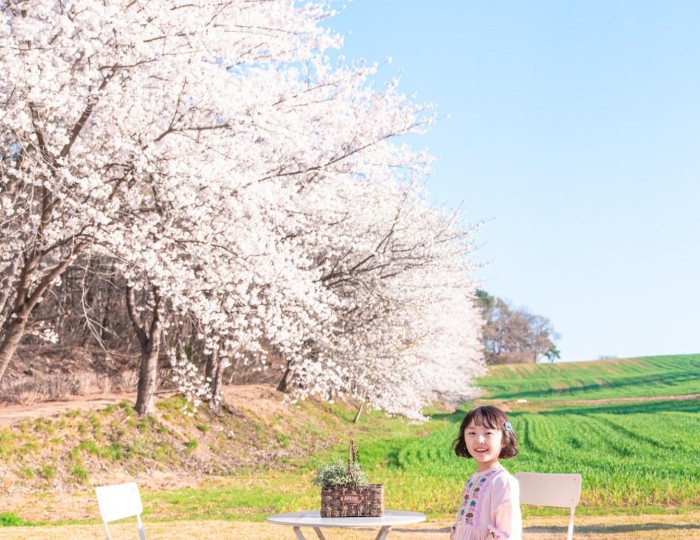 Springtime Cherry Blossom Adventures in Dangjin float