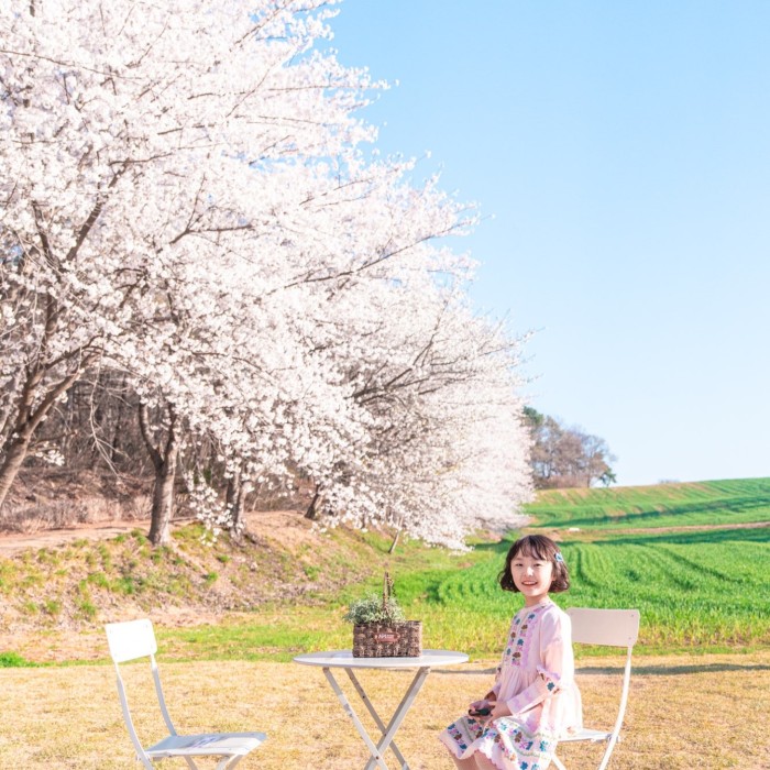 Springtime Cherry Blossom Adventures in Dangjin3339