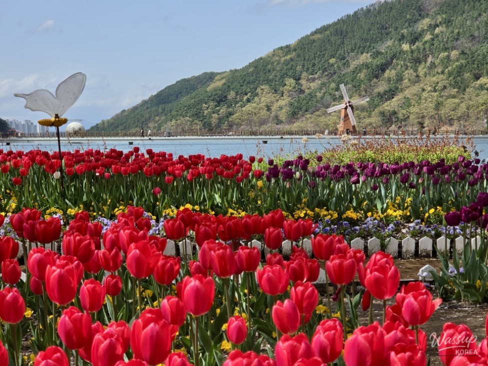 Spring Tulip Spots in Daegu_07