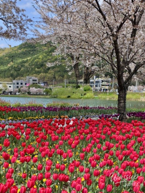 Spring Tulip Spots in Daegu_08