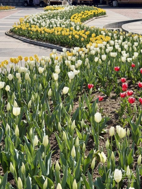 Spring Tulip Spots in Daegu_06
