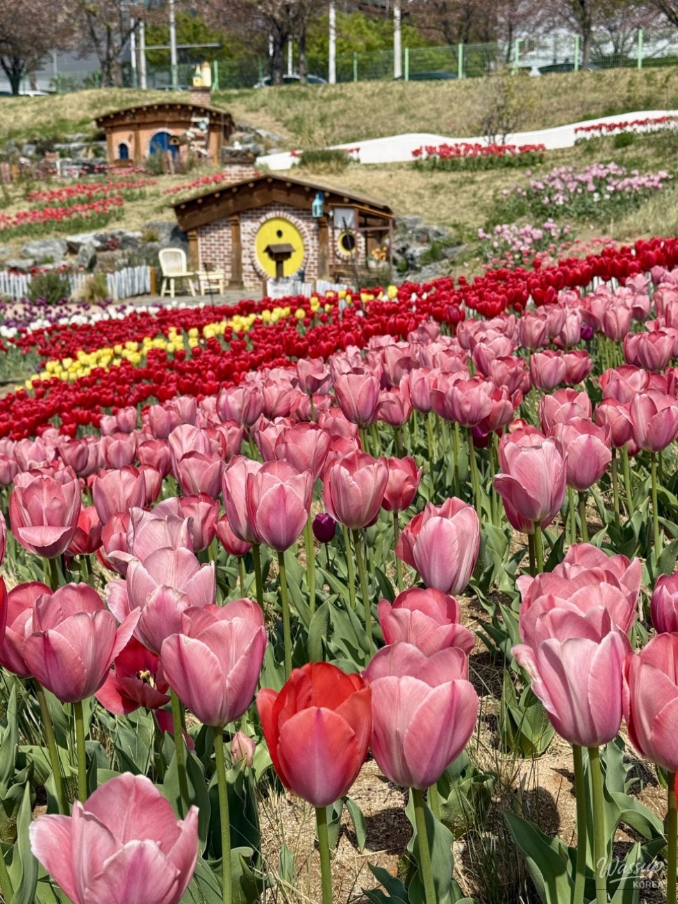 Spring Tulip Spots in Daegu_02