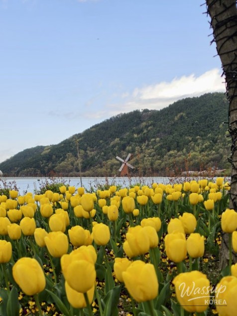 Spring Tulip Spots in Daegu_09