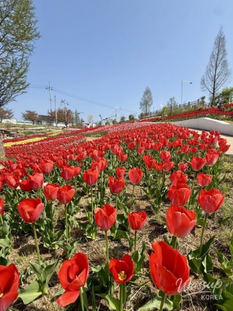 Spring Tulip Spots in Daegu_04