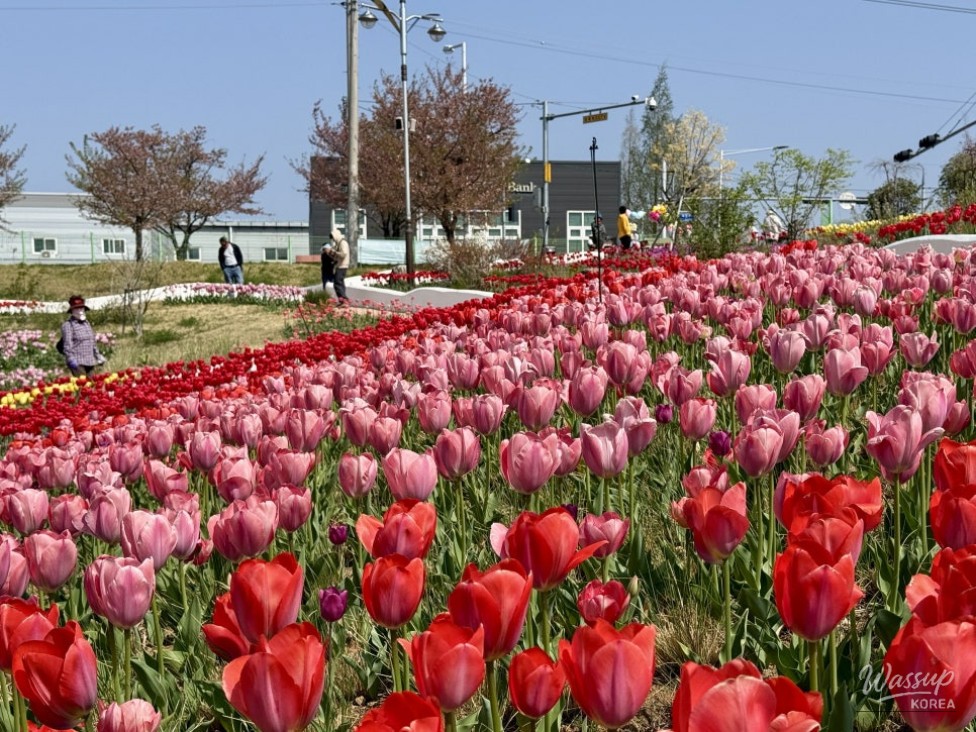 Spring Tulip Spots in Daegu_03