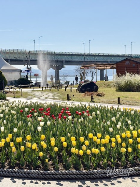 Spring Tulip Spots in Daegu_05