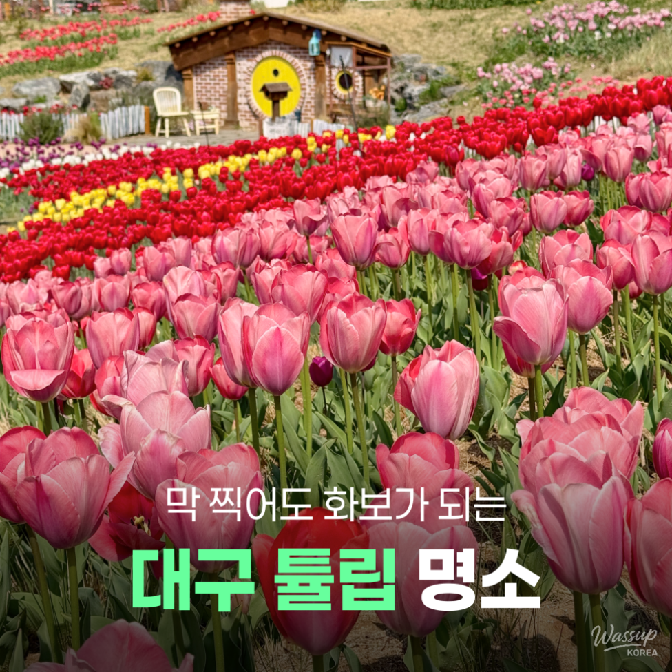 Spring Tulip Spots in Daegu_01