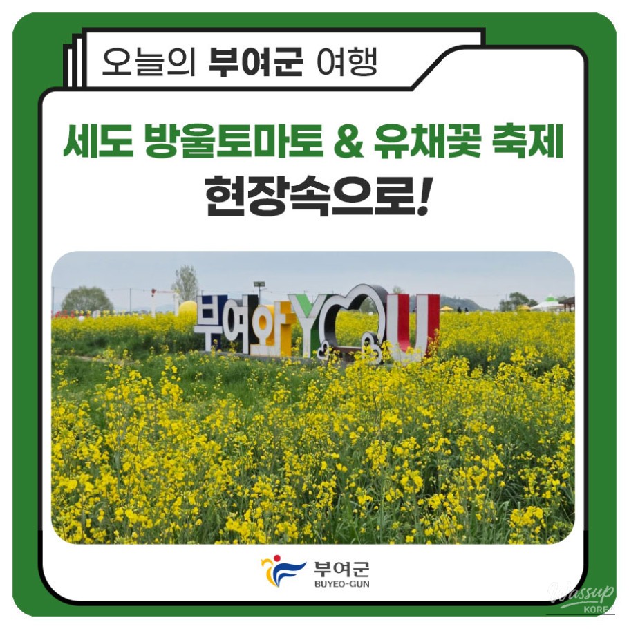 Buyeo Sedo Cherry Tomato & Canola Flower Festival_01