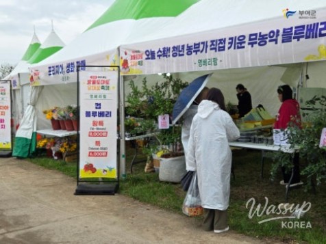 Buyeo Sedo Cherry Tomato & Canola Flower Festival_04