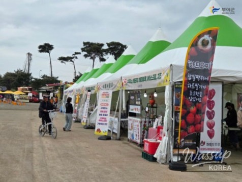 Buyeo Sedo Cherry Tomato & Canola Flower Festival_03