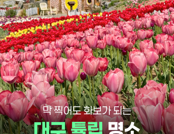 Spring Tulip Spots in Daegu float