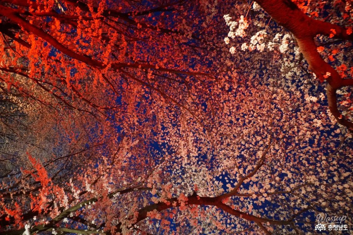 Cherry Blossom Viewing at Goljeong Reservoir in Dangjin_11