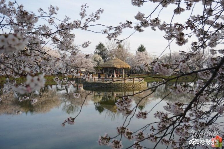 Cherry Blossom Viewing at Goljeong Reservoir in Dangjin_08