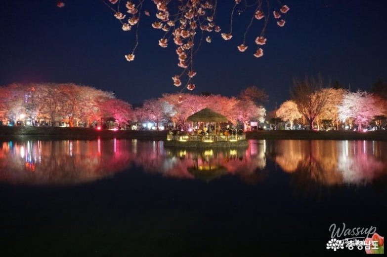 Cherry Blossom Viewing at Goljeong Reservoir in Dangjin_09