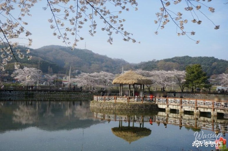 Cherry Blossom Viewing at Goljeong Reservoir in Dangjin_04