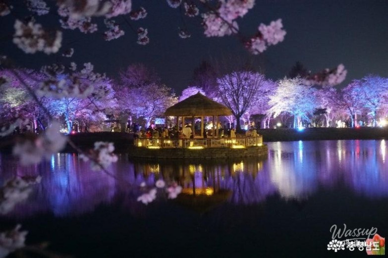 Cherry Blossom Viewing at Goljeong Reservoir in Dangjin_12