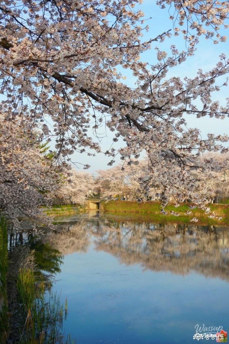 Cherry Blossom Viewing at Goljeong Reservoir in Dangjin_07