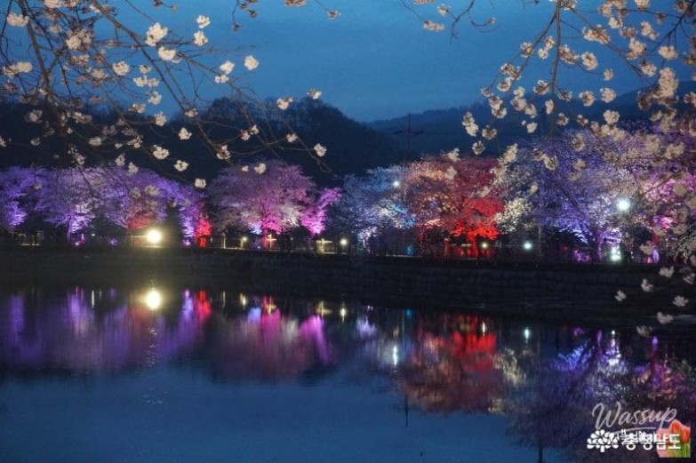 Cherry Blossom Viewing at Goljeong Reservoir in Dangjin_10