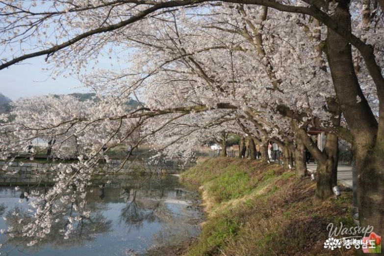 Cherry Blossom Viewing at Goljeong Reservoir in Dangjin_05