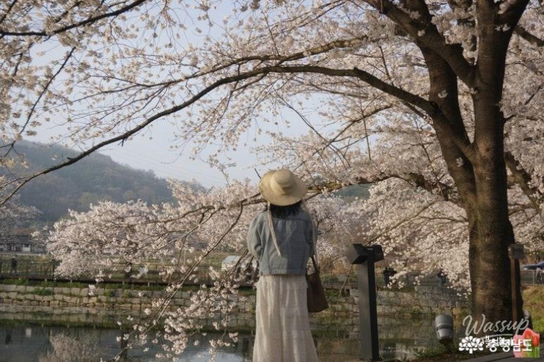 Cherry Blossom Viewing at Goljeong Reservoir in Dangjin_03