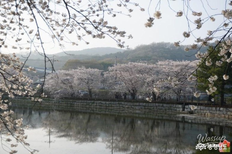 Cherry Blossom Viewing at Goljeong Reservoir in Dangjin_06
